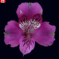 Alstroemeria - Orissa (bunch of 10 stems)